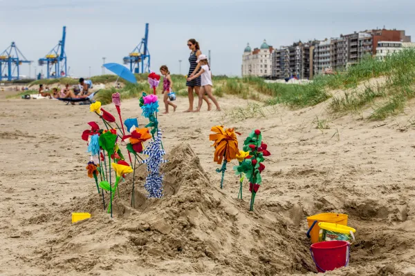 Strandbloemen in Zeebrugge