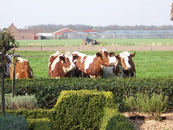 Boerke naas