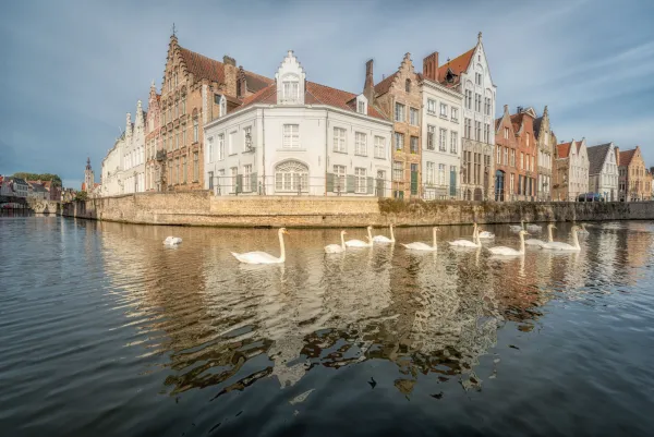 Zwanen met Jan Van Eyckplein op de achtergrond